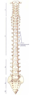 Chrbtica stavce