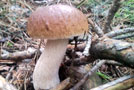 Zdraví ukryté v houbách