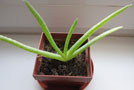 Aloe vera - Aloa pravá - rastlina čo prekvapí